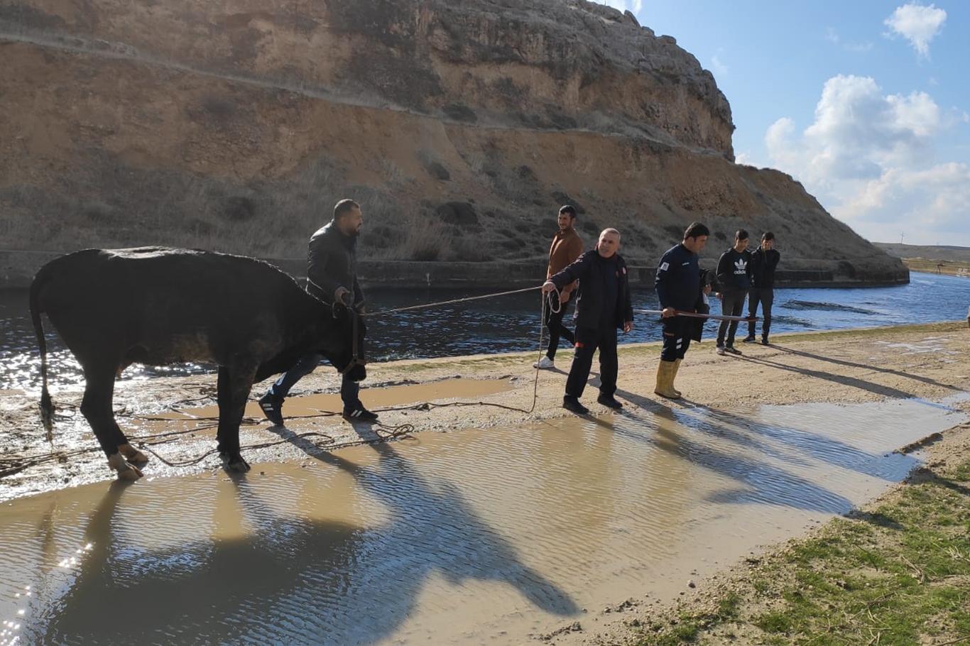 Sulama kanalına düşen inek kurtarıldı